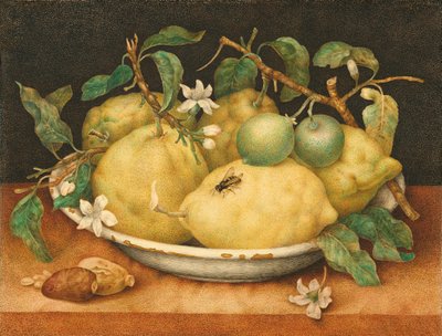 Ainda vida com tigela de cidra de Giovanna Garzoni